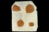 Four Fossil Leaves (Zizyphoides & Davidia) - Montana #115303-2